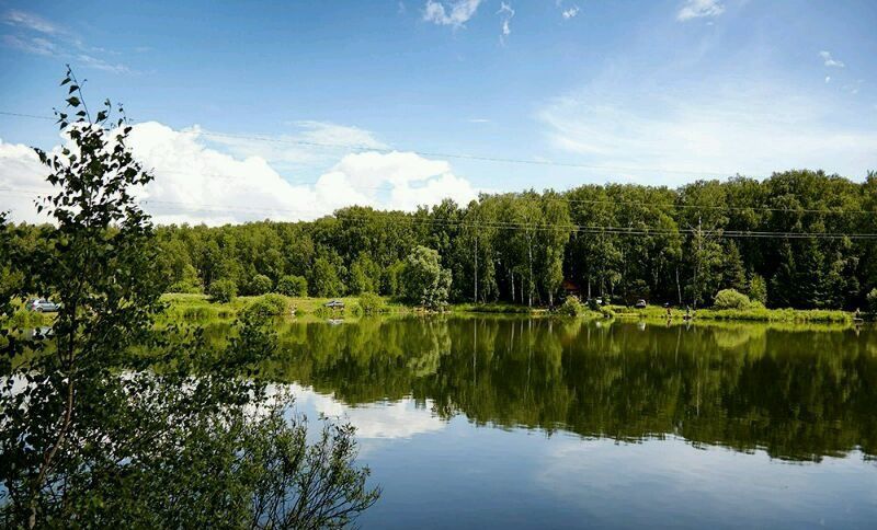 Авито воскресенск. Воскресенск лес. Леса в Воскресенске. Зыковский лес. Раменский район Березовский.