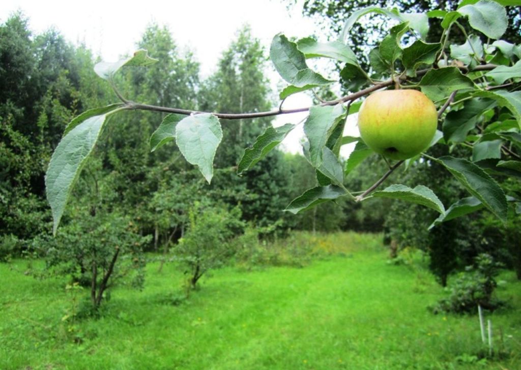 Пекуново. Пекуново Дубна.